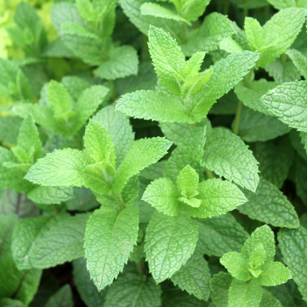 Mentha spicata Nannah