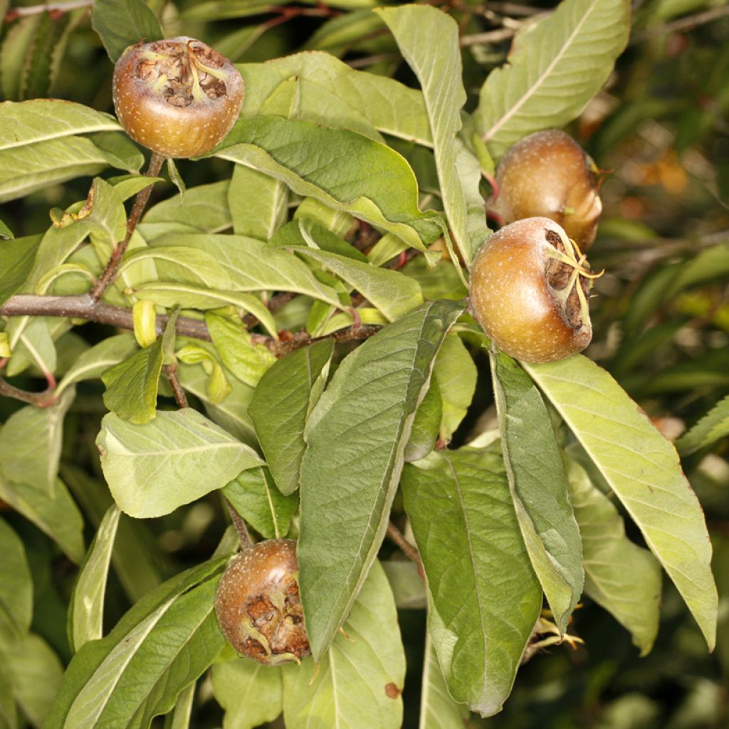 Medlar Bredase Reus - Mespilus germanica