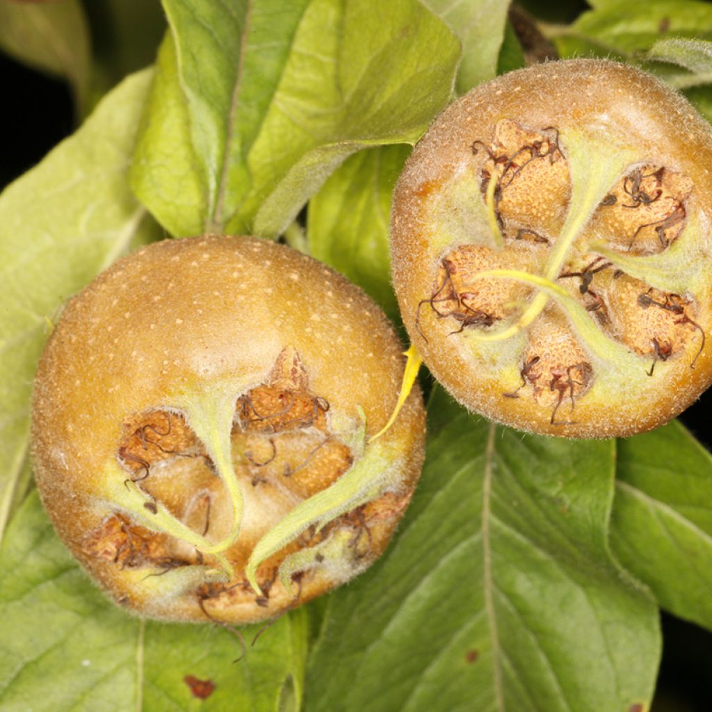 Medlar Bredase Reus - Mespilus germanica