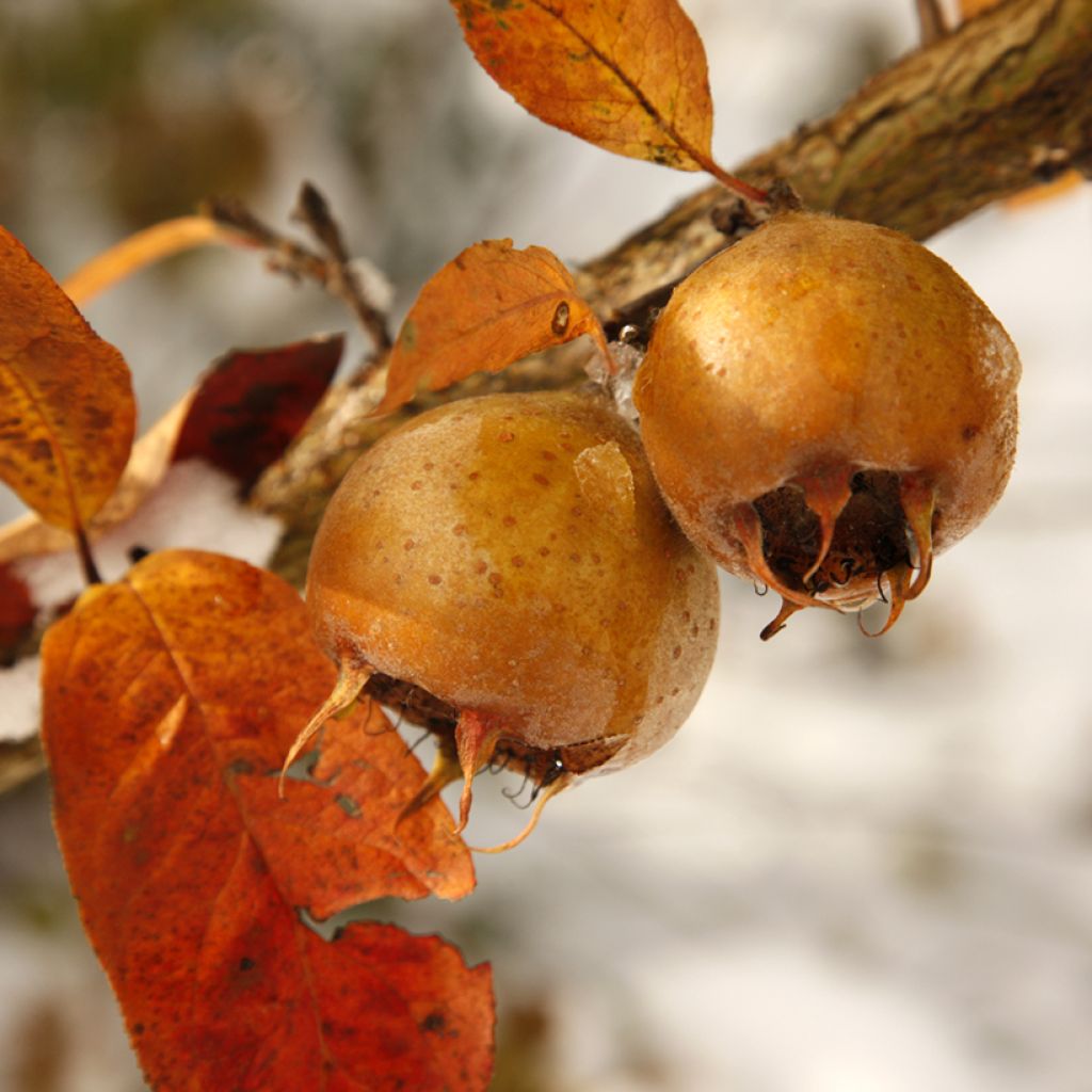 Medlar Macrocarpa - Mespilus germanica