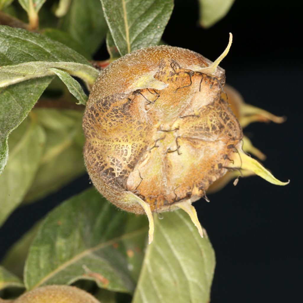 Medlar Macrocarpa - Mespilus germanica