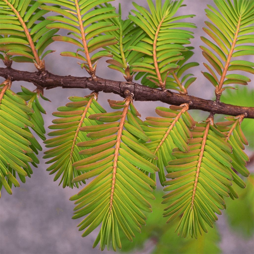 Metasequoia glyptostroboides Amber Glow - Dawn Redwood