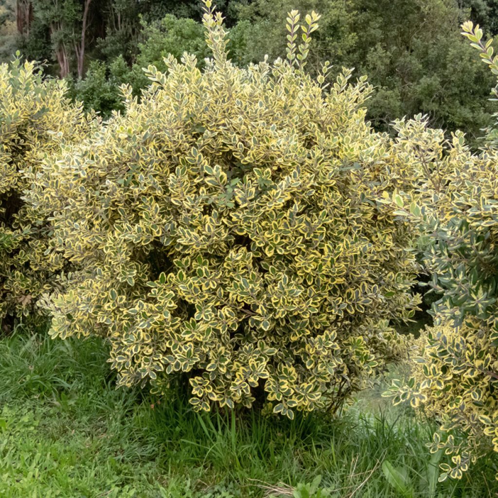 Metrosideros excelsa Aurea