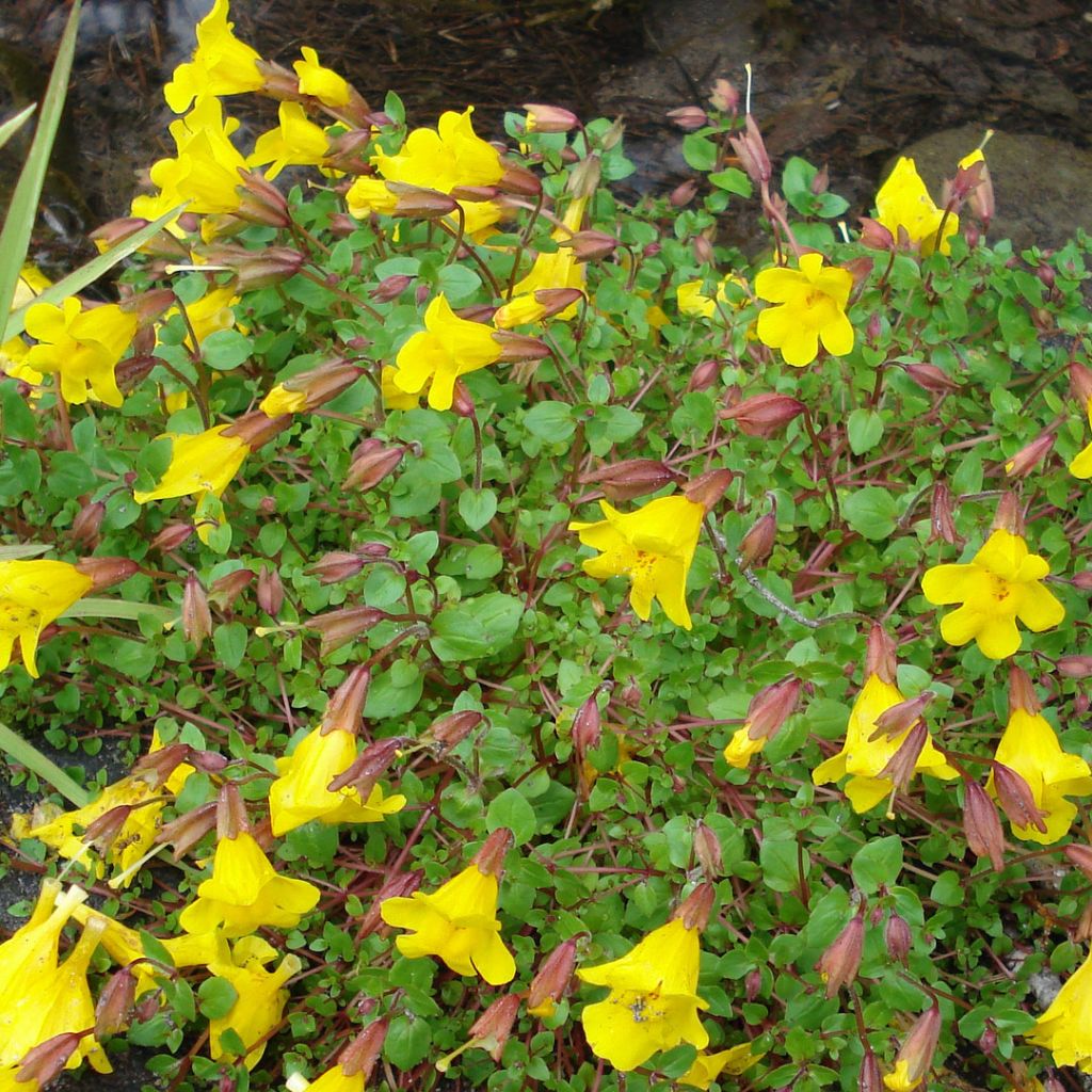 Mimulus tilingii