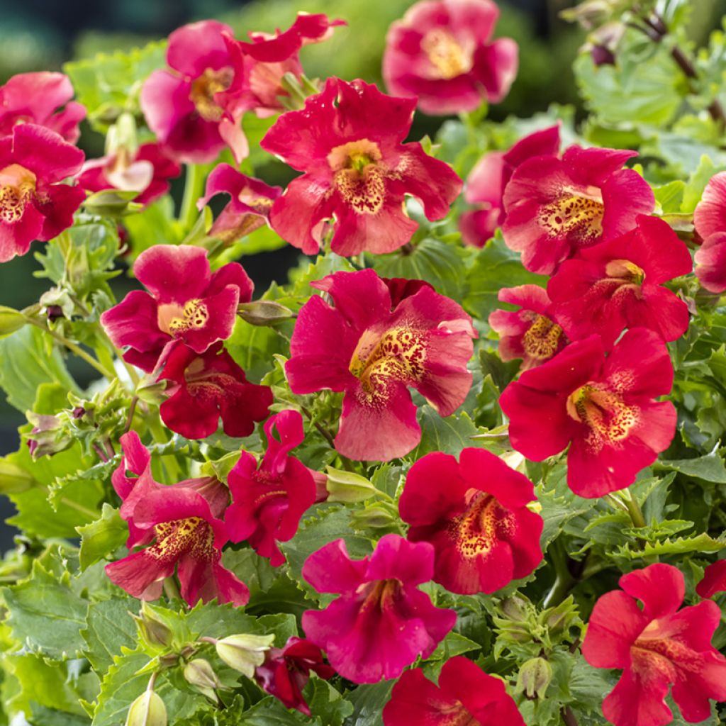 Mimulus Bonfire Red