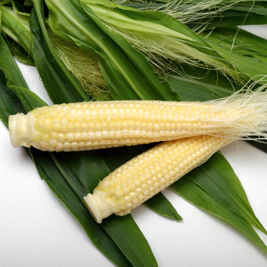 Mini sweetcorn Snobaby - Zea mays