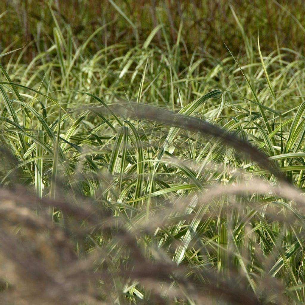 Miscanthus sinensis Adagio - Silvergrass