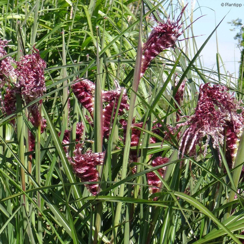 Miscanthus sinensis Boucle - Roseau de Chine