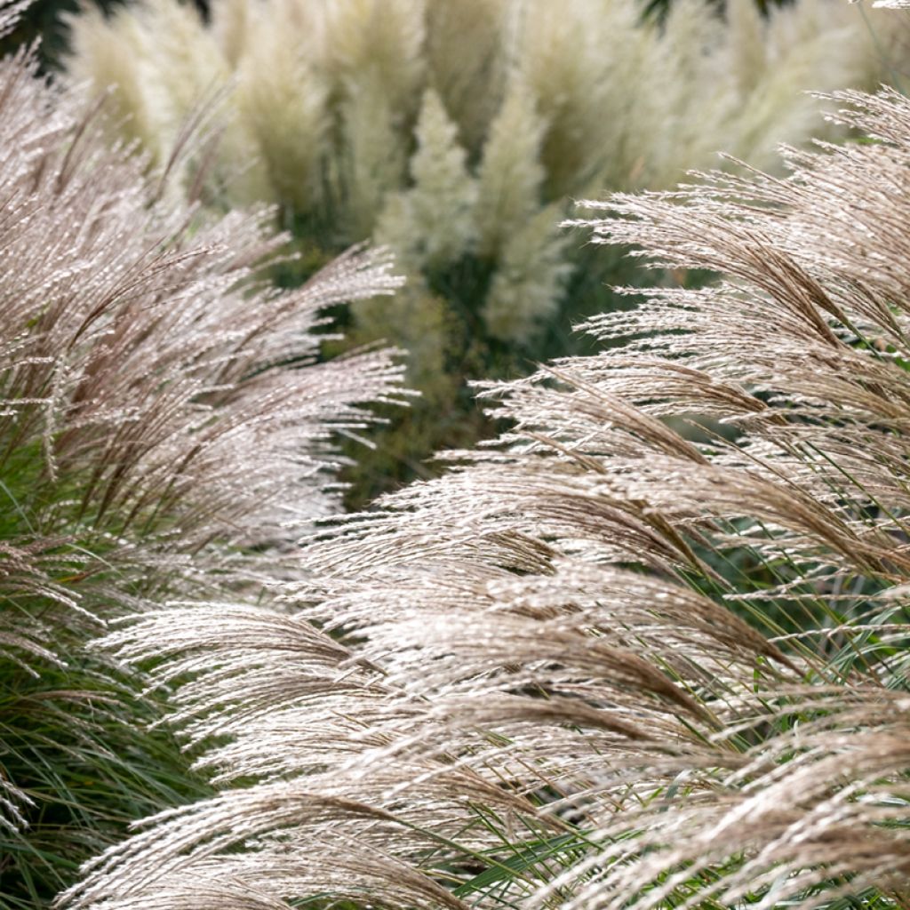 Miscanthus sinensis Flamingo - Silvergrass