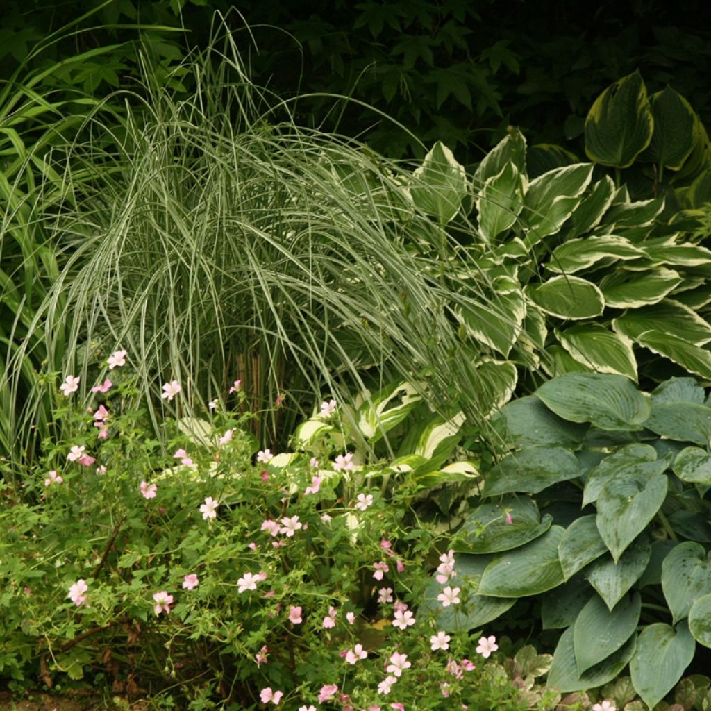 Miscanthus sinensis Morning Light - Silvergrass