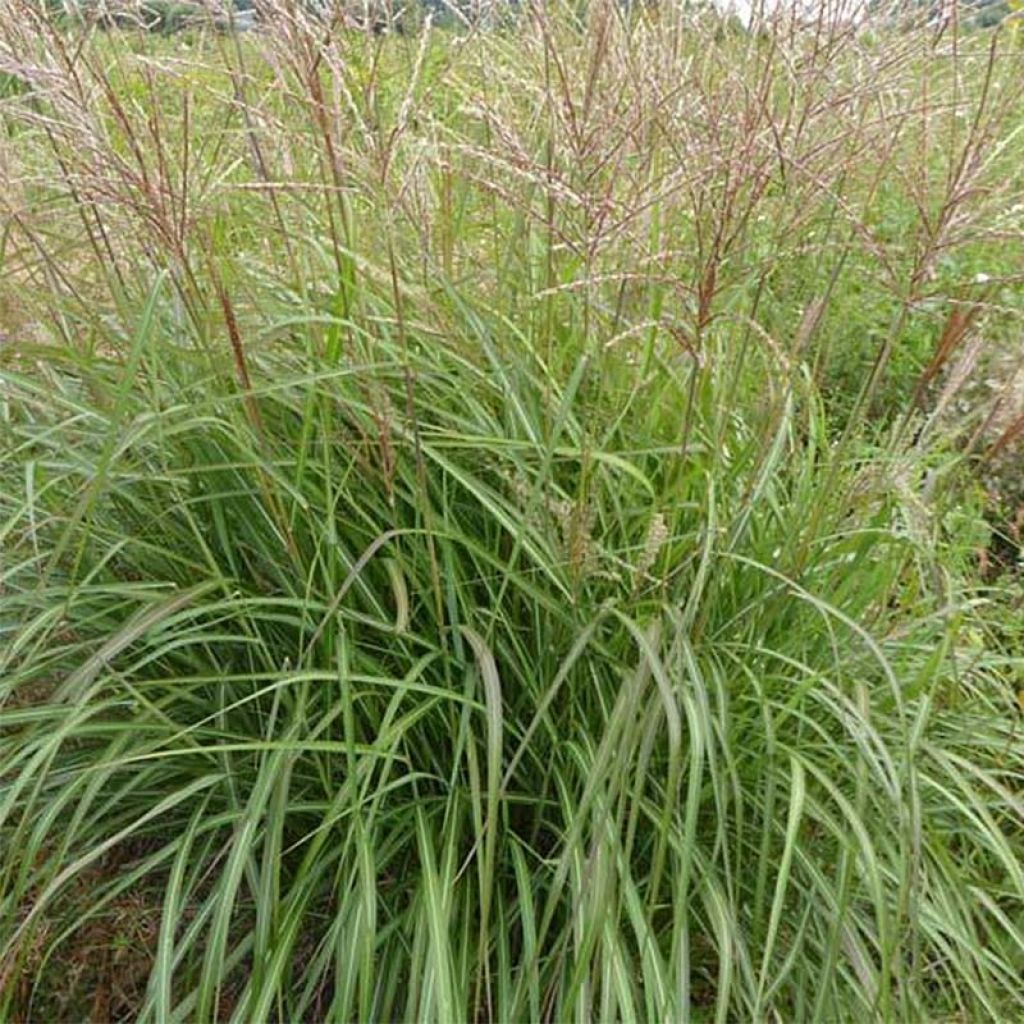 Miscanthus sinensis Purple Fall - Silvergrass