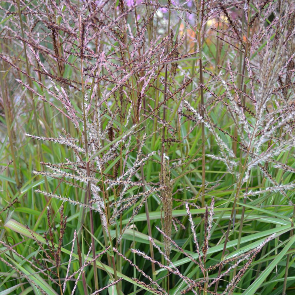 Miscanthus sinensis Samurai - Silvergrass