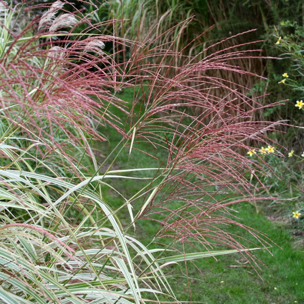 Miscanthus sinensis Variegatus