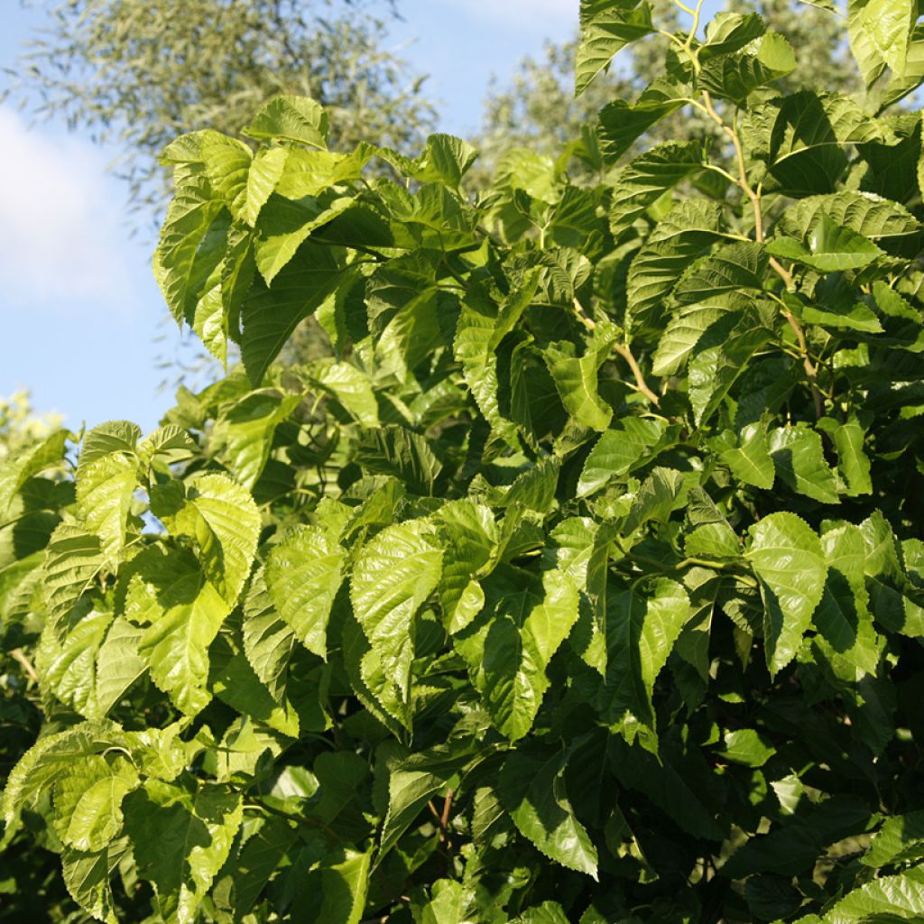 Morus latifolia Spirata