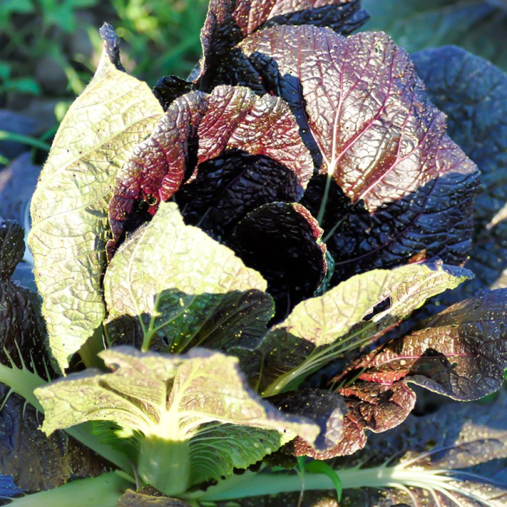 Mustard Red Giant - Ferme de Sainte Marthe Seeds