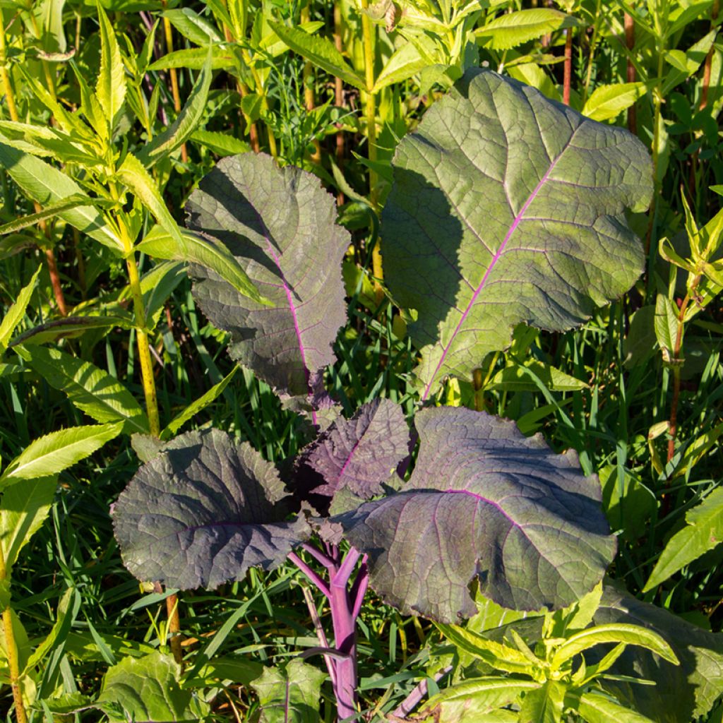 Organic Red Mustard seeds - Ferme de Sainte Marthe seeds - Brassica juncea