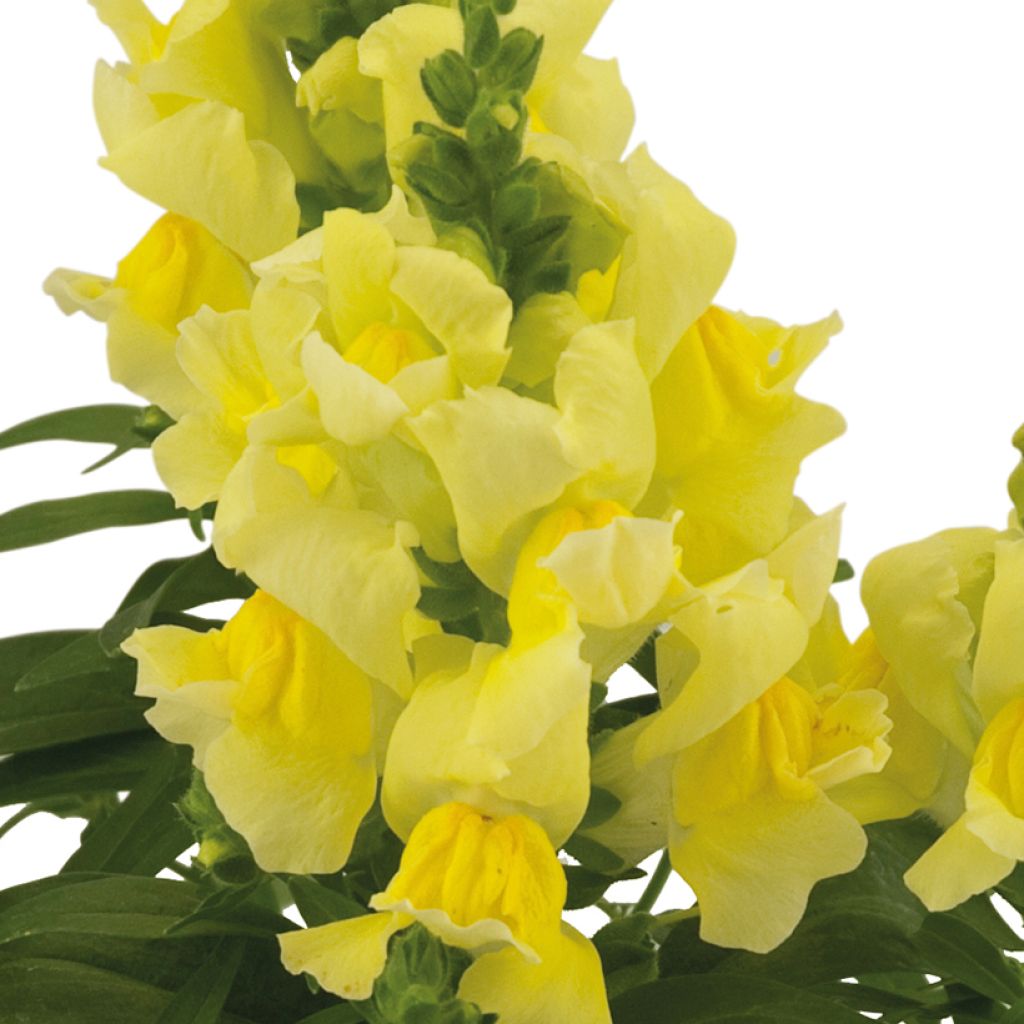 majus Antirrhinum Dazzling Lips Lemon