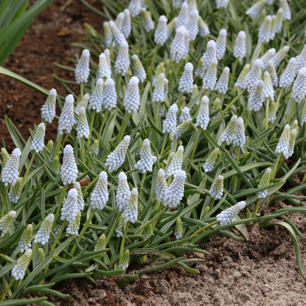 Muscari neglectum Babys Breath - Grape Hyacinth