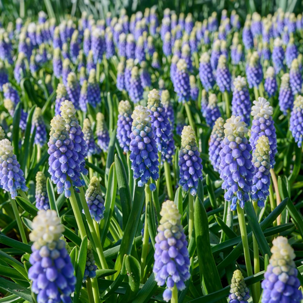 Muscari armeniacum Touch of Snow