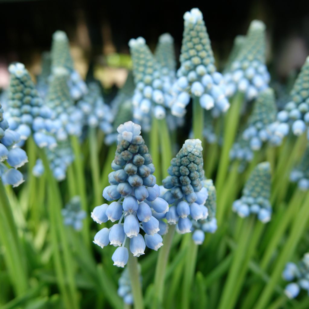 Muscari Aqua Magic