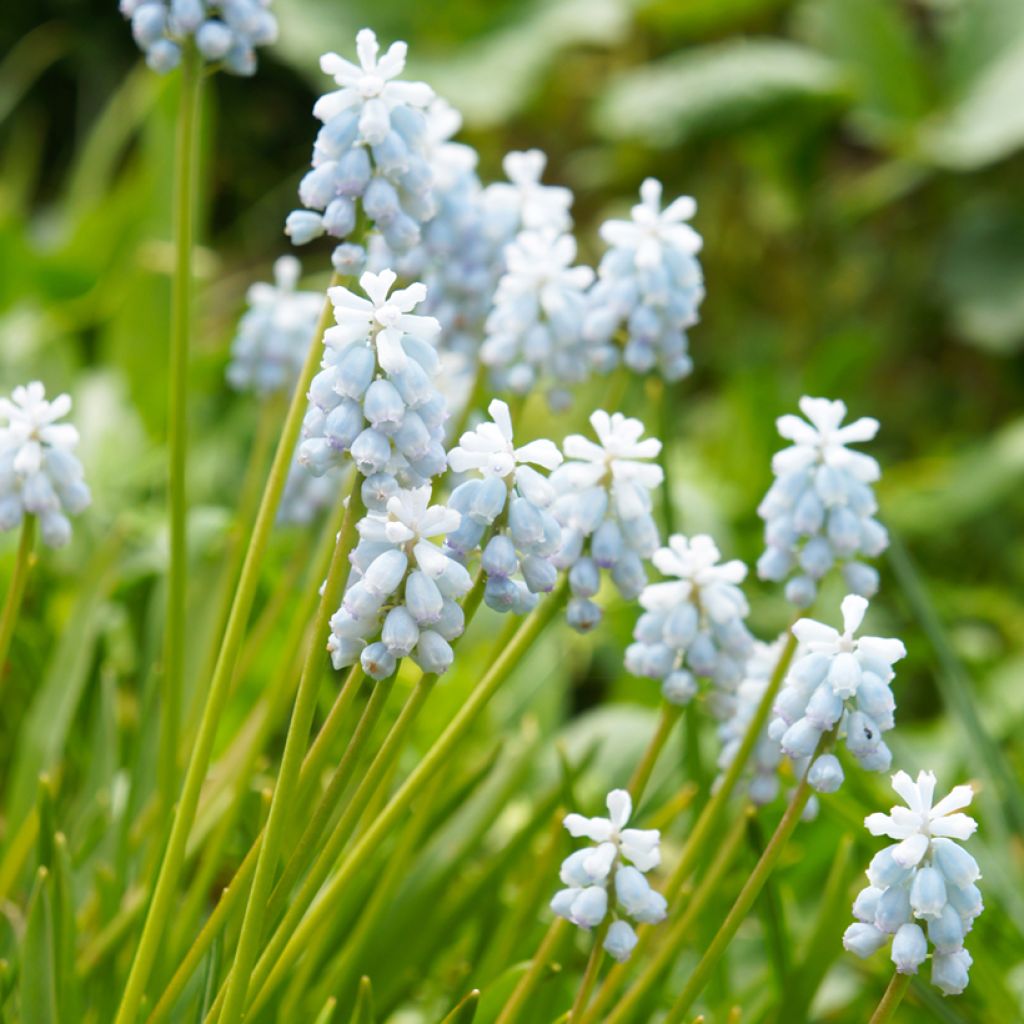 Muscari armeniacum Esther