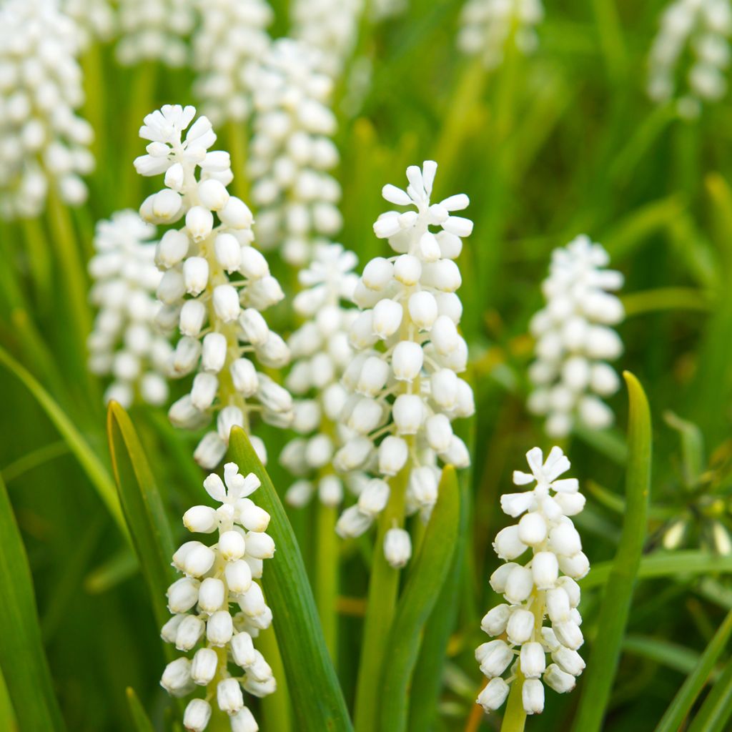 Muscari botryoides Album - Grape Hyacinth