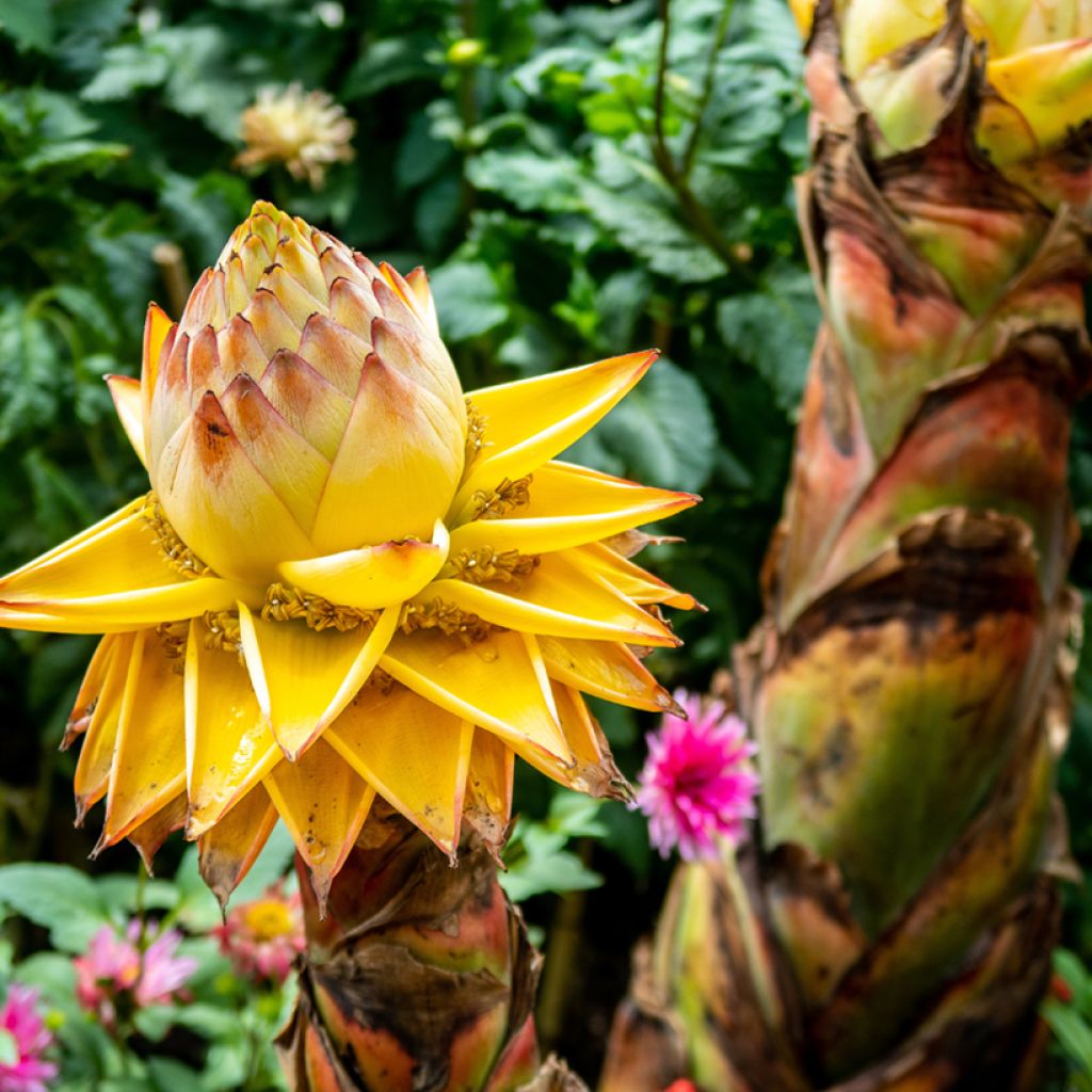 Musella lasiocarpa - Golden Lotus Banana