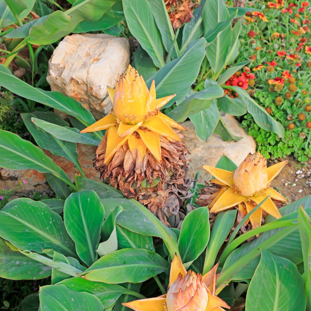 Musella lasiocarpa - Golden Lotus Banana