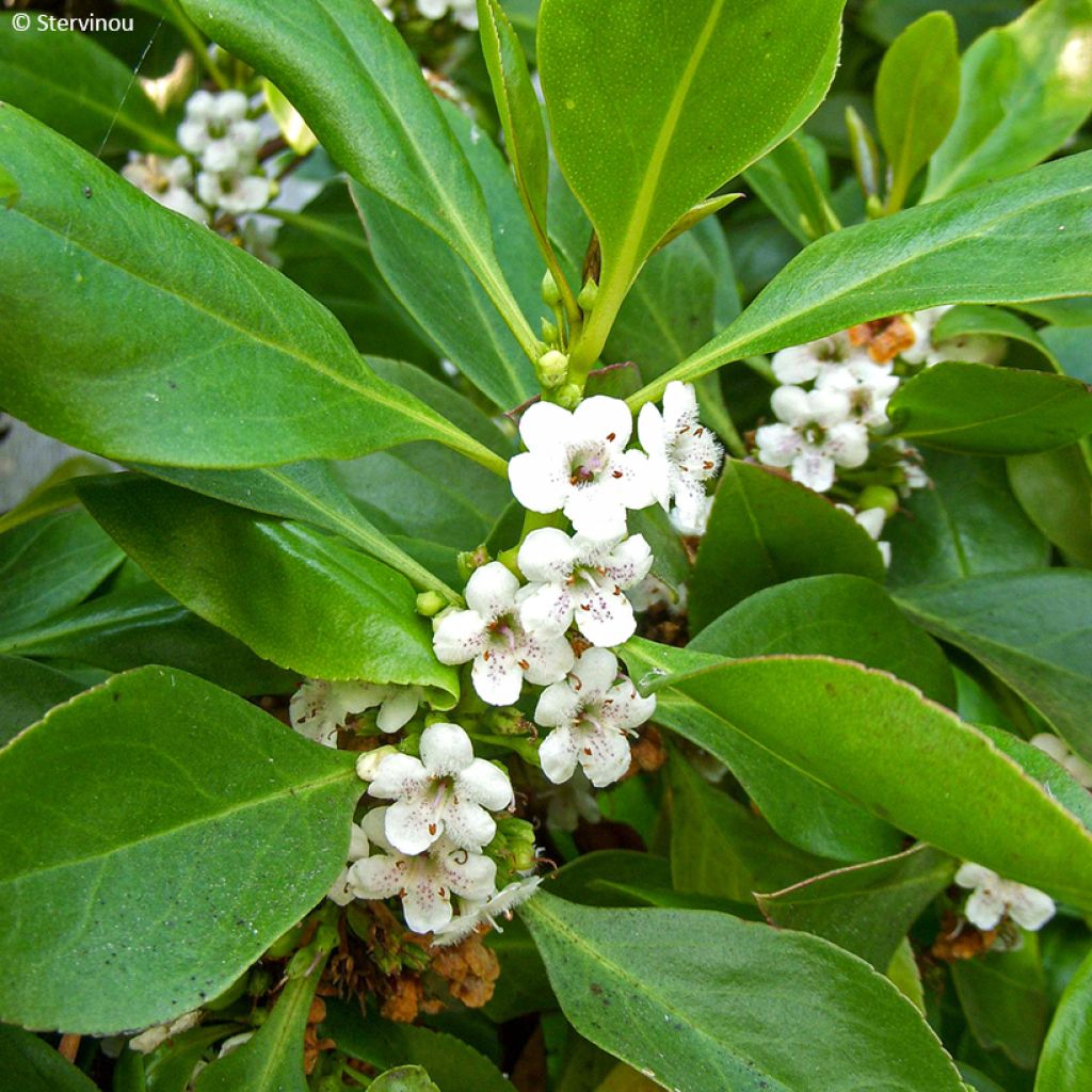 Myoporum laetum - Mousehole Tree