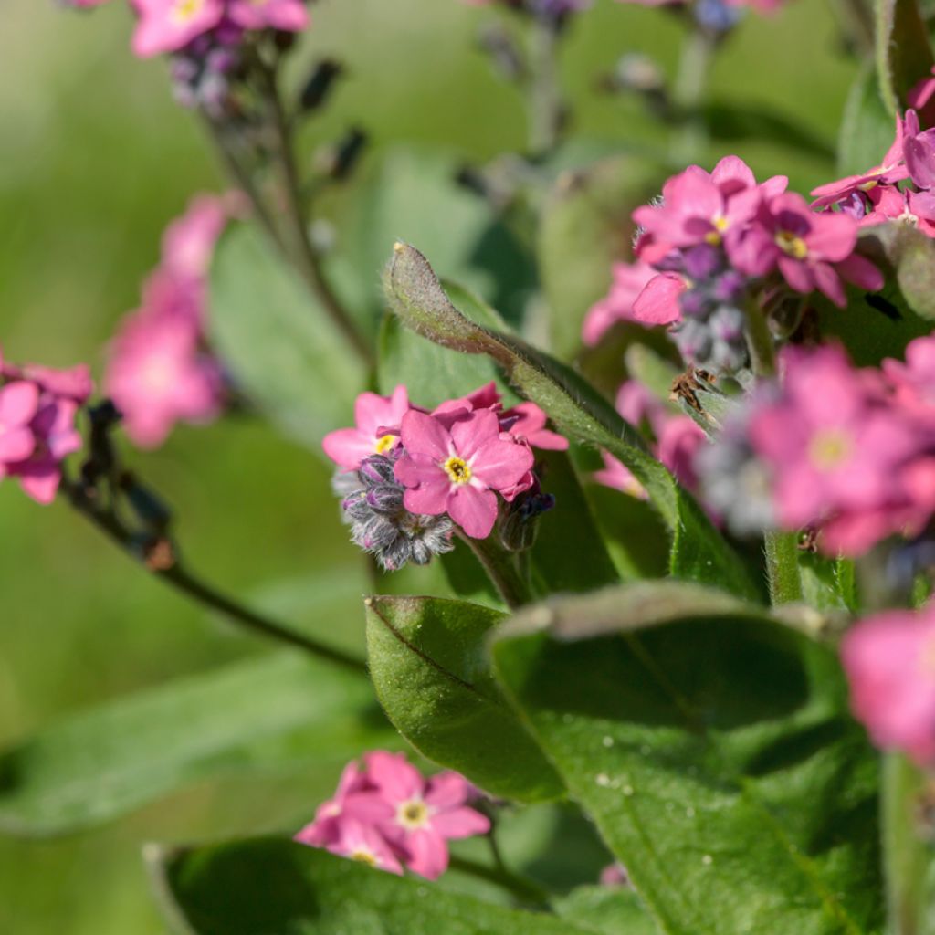 Myosotis sylvatica Rosylva plug plant - Forget-me-not