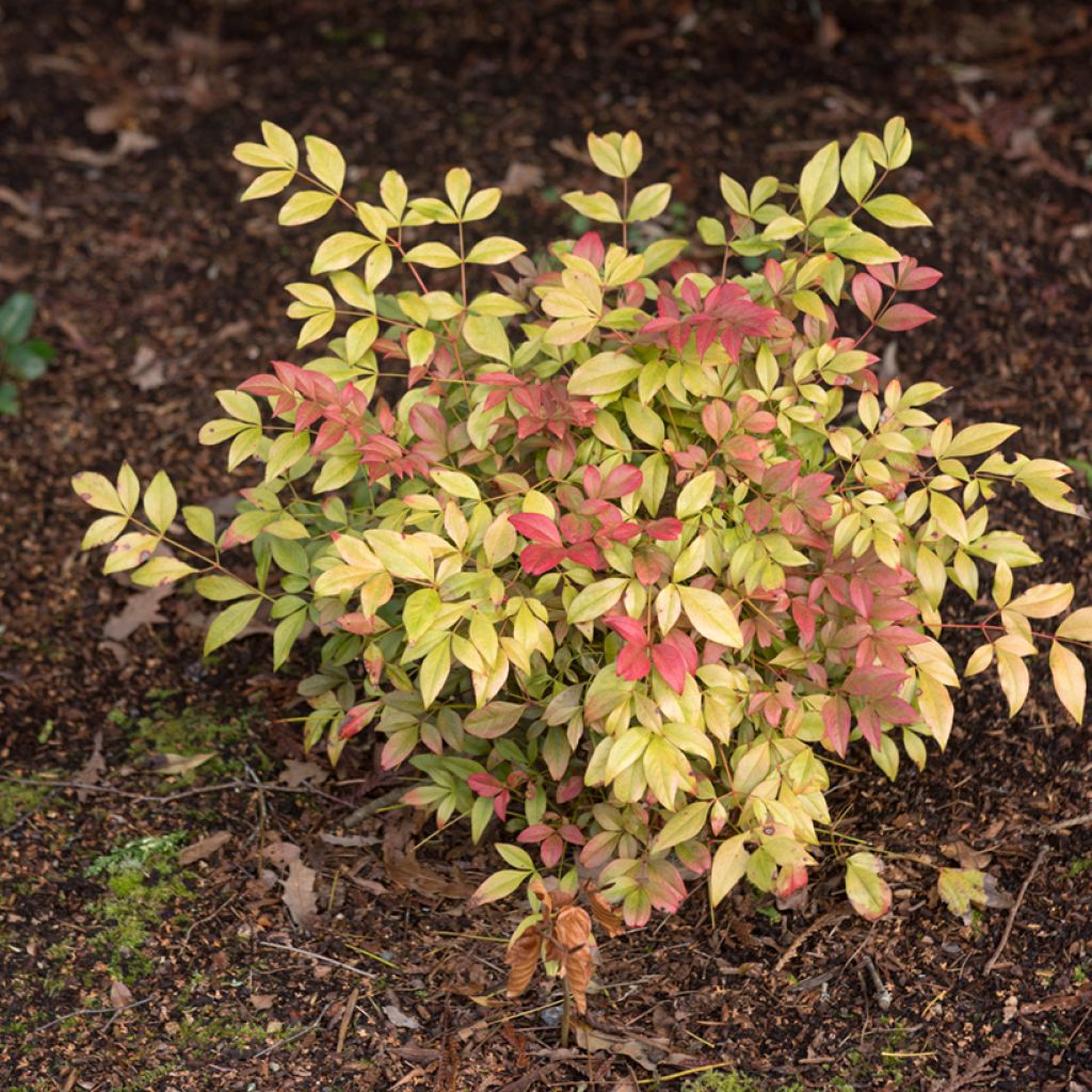 Nandina Obsessed Seika - Sacred Bamboo