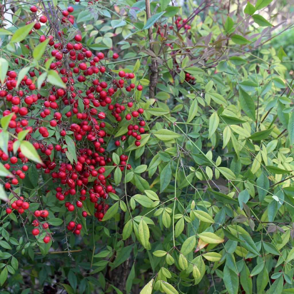 Nandina domestica - Sacred Bamboo