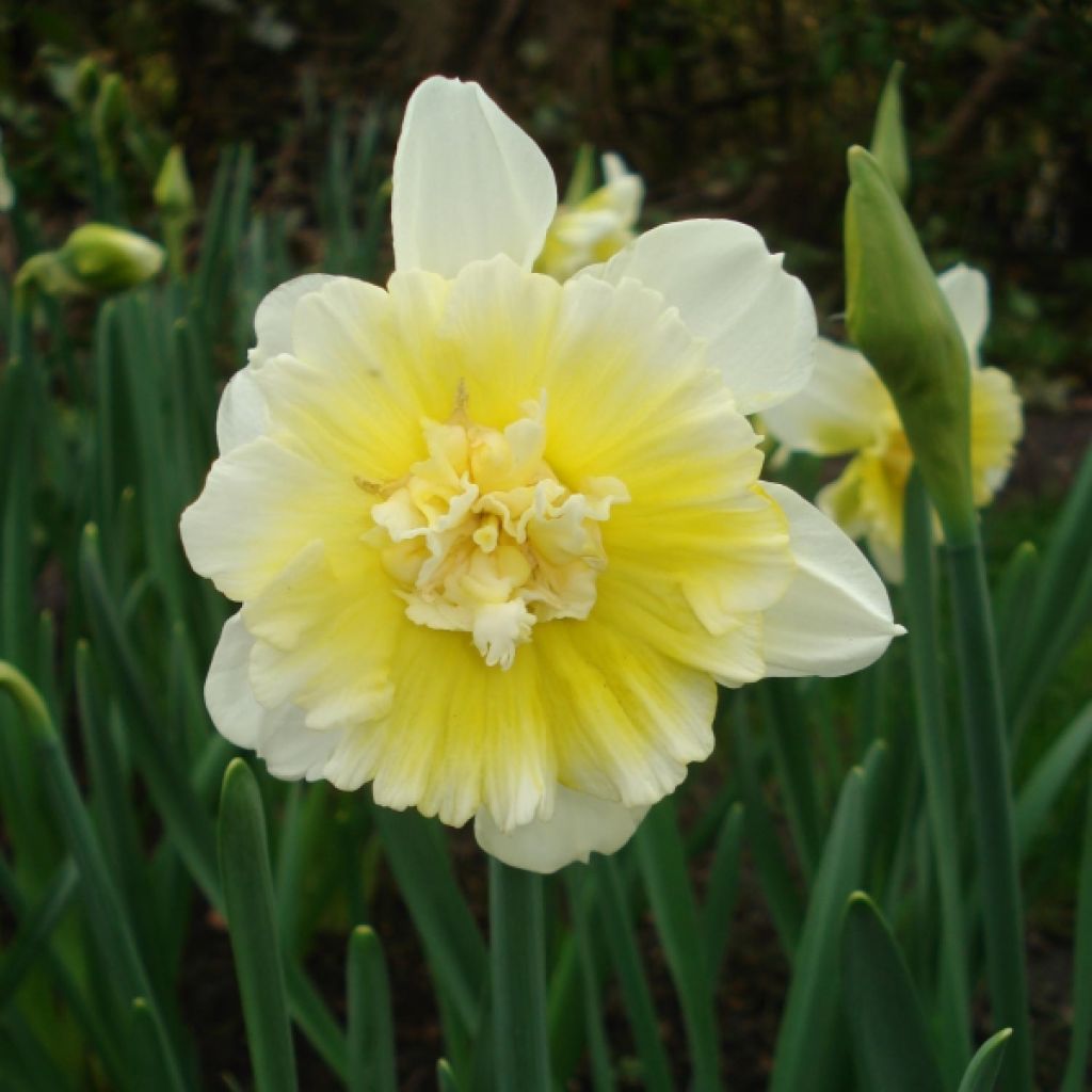 Narcissus Ice King - Daffodil