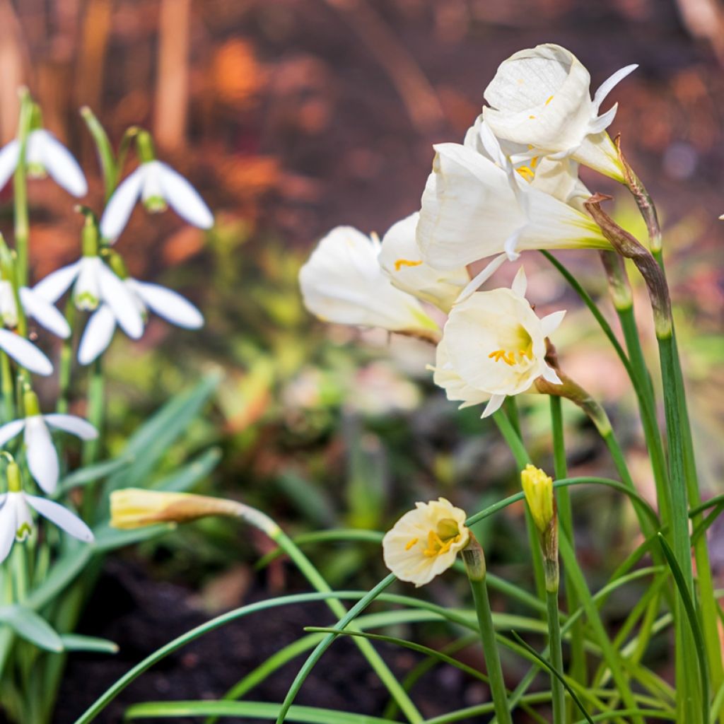 Narcissus Arctic Bells - Daffodil