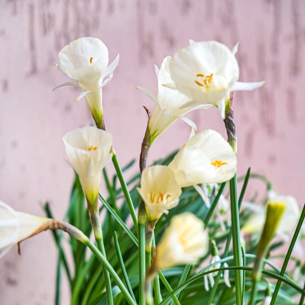 Narcissus Arctic Bells - Daffodil