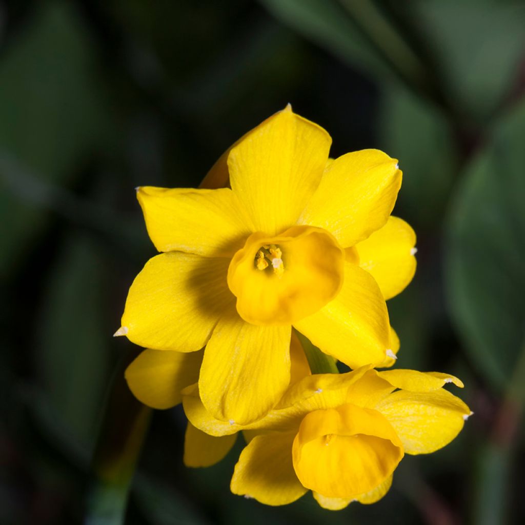 Narcissus fernandesii var. cordubensis 