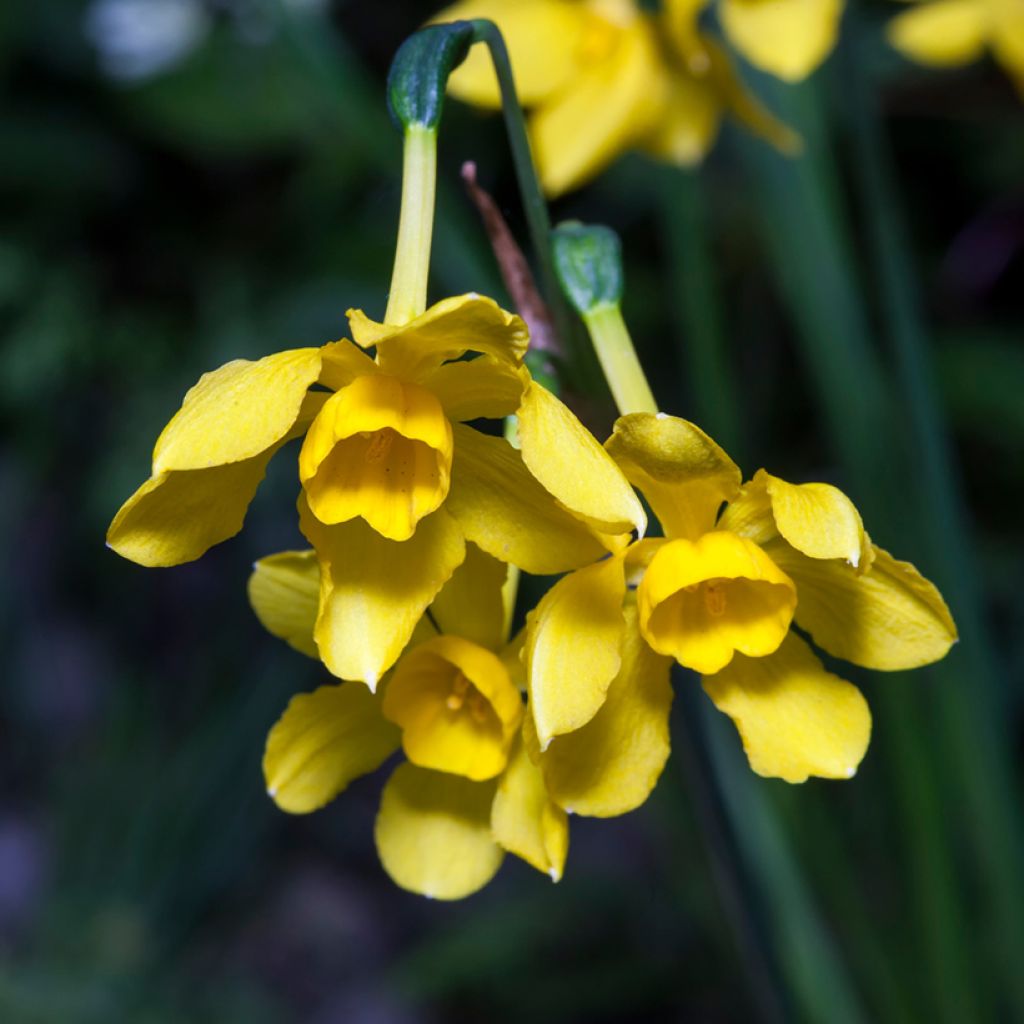 Narcissus fernandesii var. cordubensis 