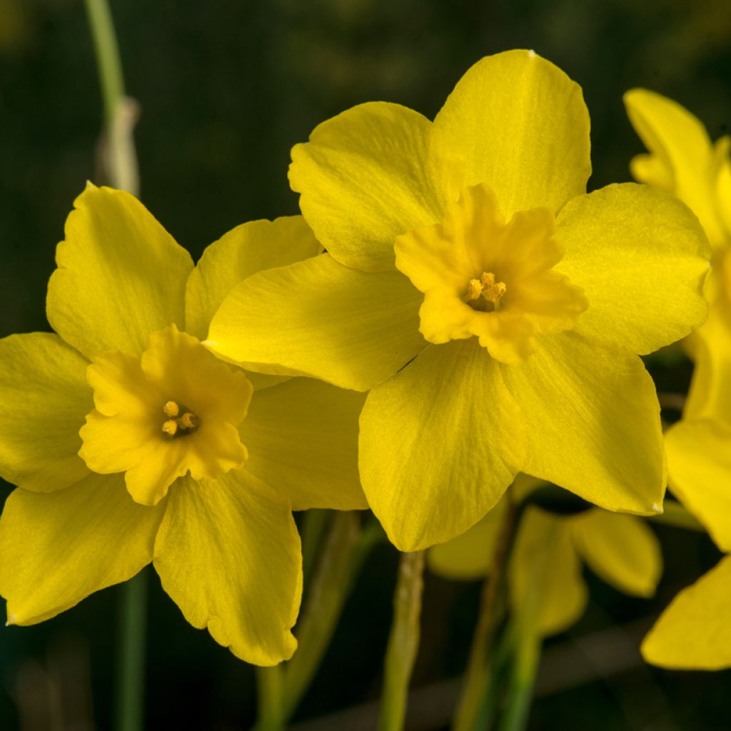 Narcissus fernandesii var. cordubensis 