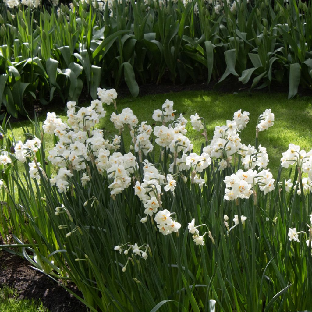 Narcissus Abba - Daffodil