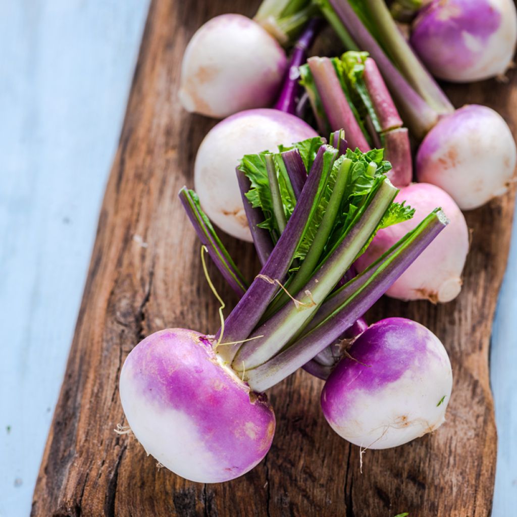 Organic White Globe Turnip (purple collar) - Brassica rapa