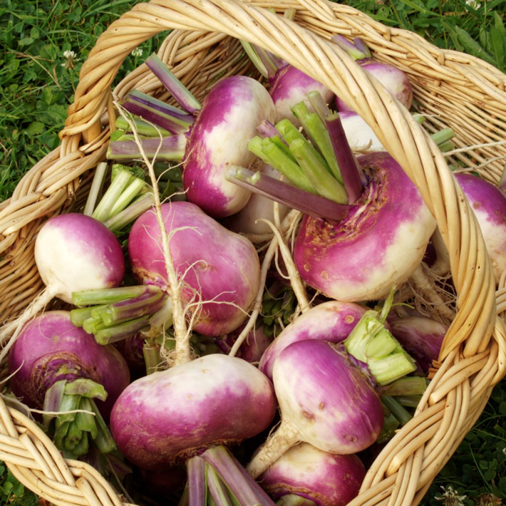 Turnip Early Auvergne - Vilmorin Seeds