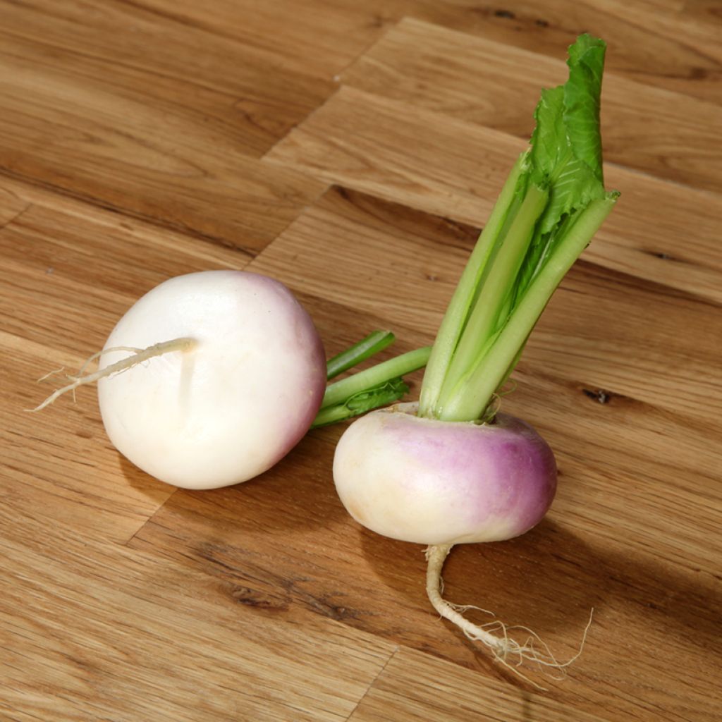 Turnip Early Purple Top