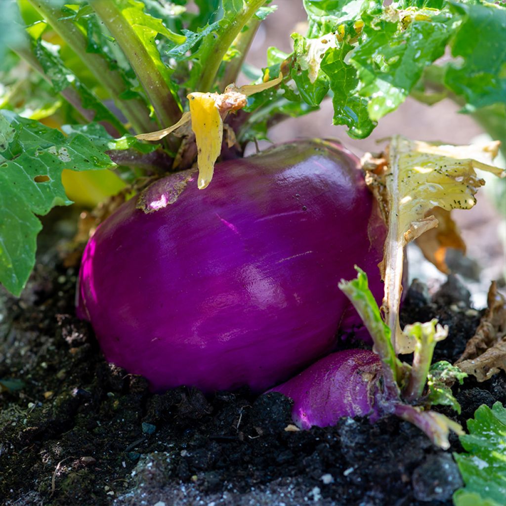 Turnip Milan Rouge - Brassica rapa