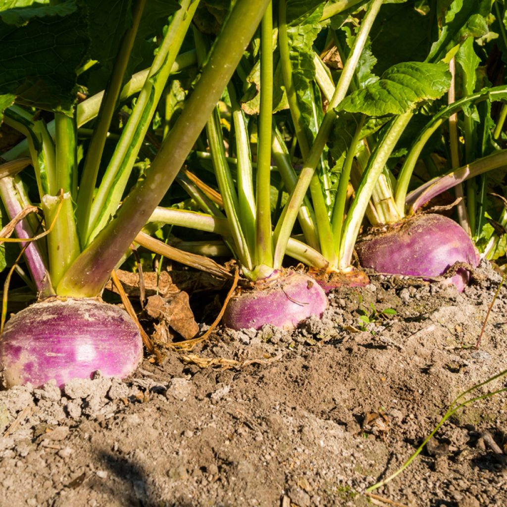 Turnip Whole Leaf Nancy - Brassica rapa