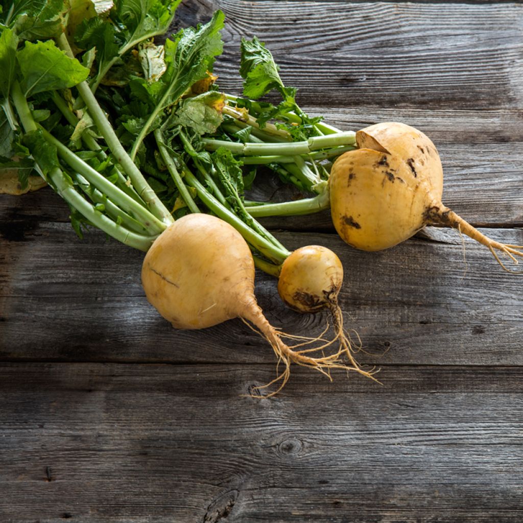 Turnip Golden Ball - Vilmorin Seeds