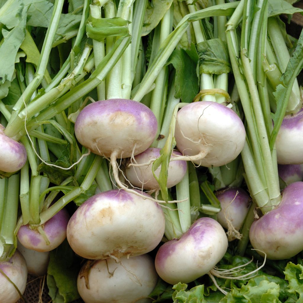 Turnip Early Flat Red - Vilmorin Seeds