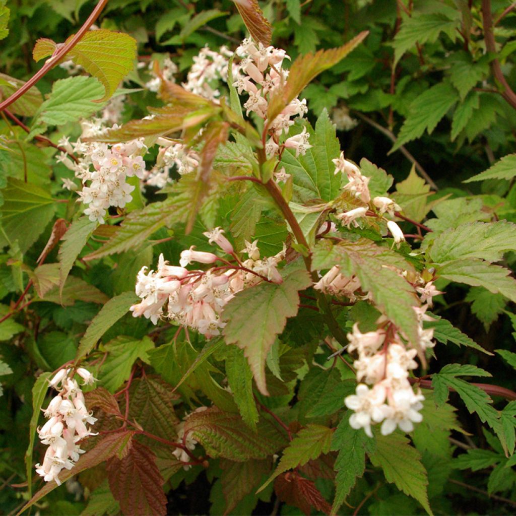 Neillia thibetica - False spirea