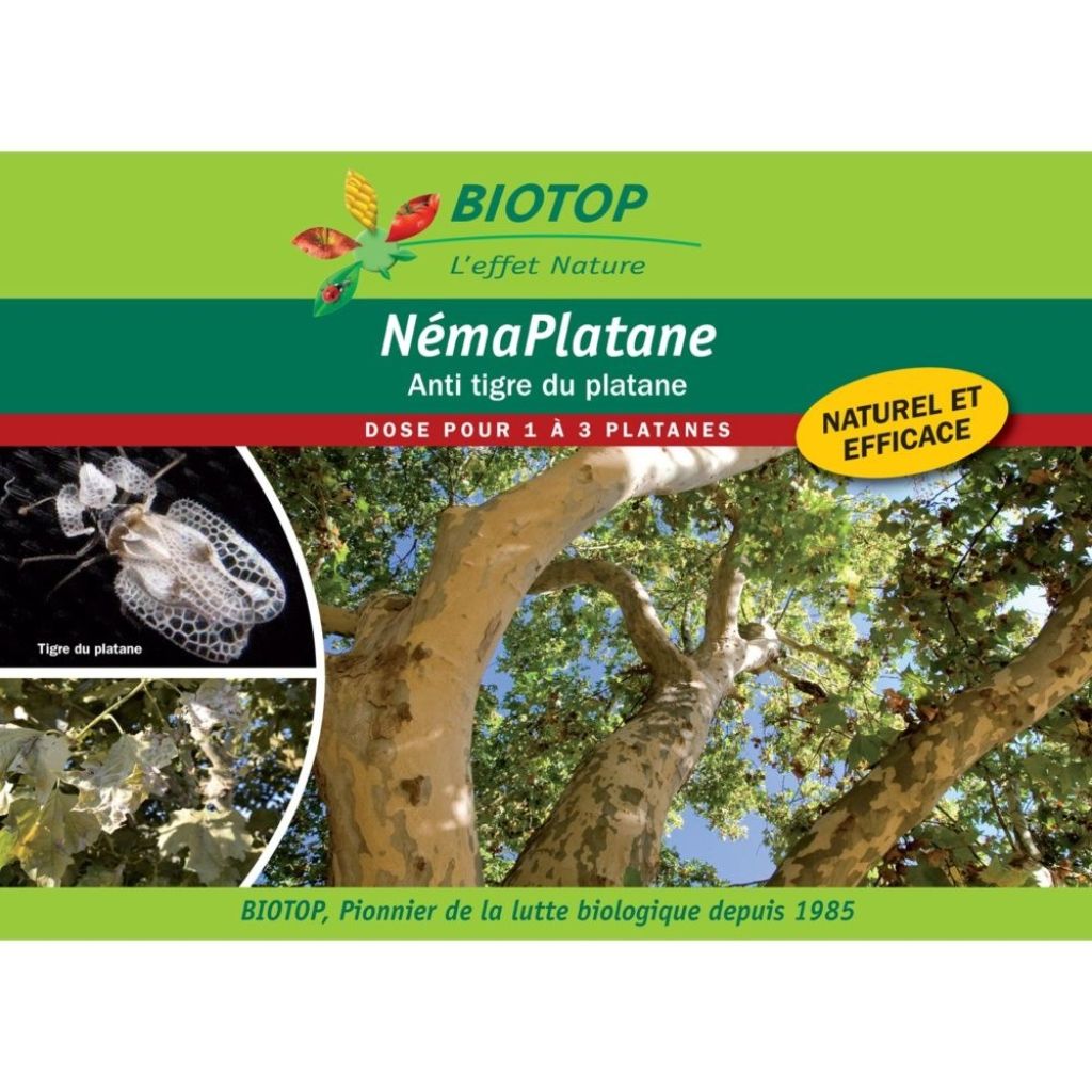 Nematodes NemaPlatane Organic against lacewings - box of 100 million