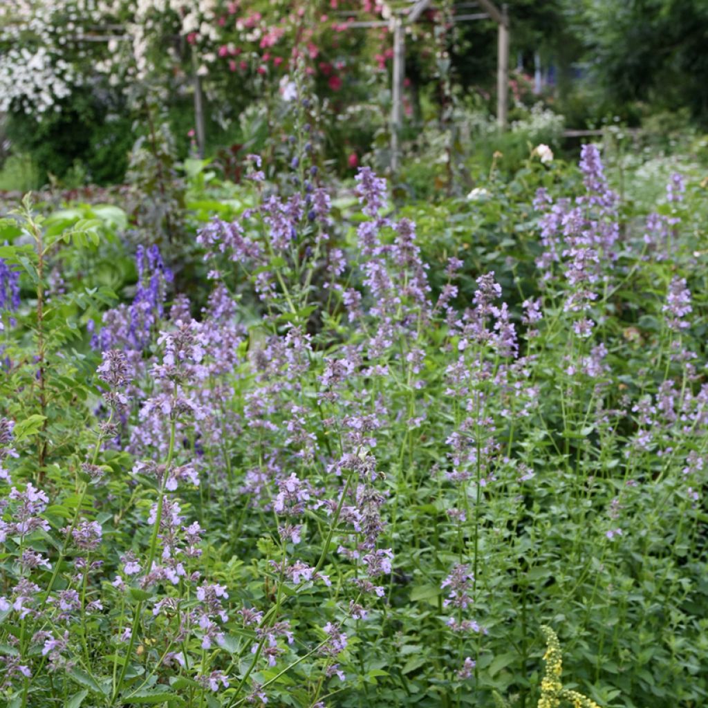 Nepeta subsessilis - Catnip