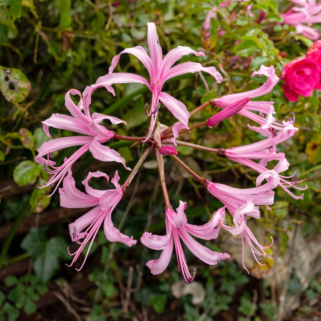 Nerine bowdenii Amandi